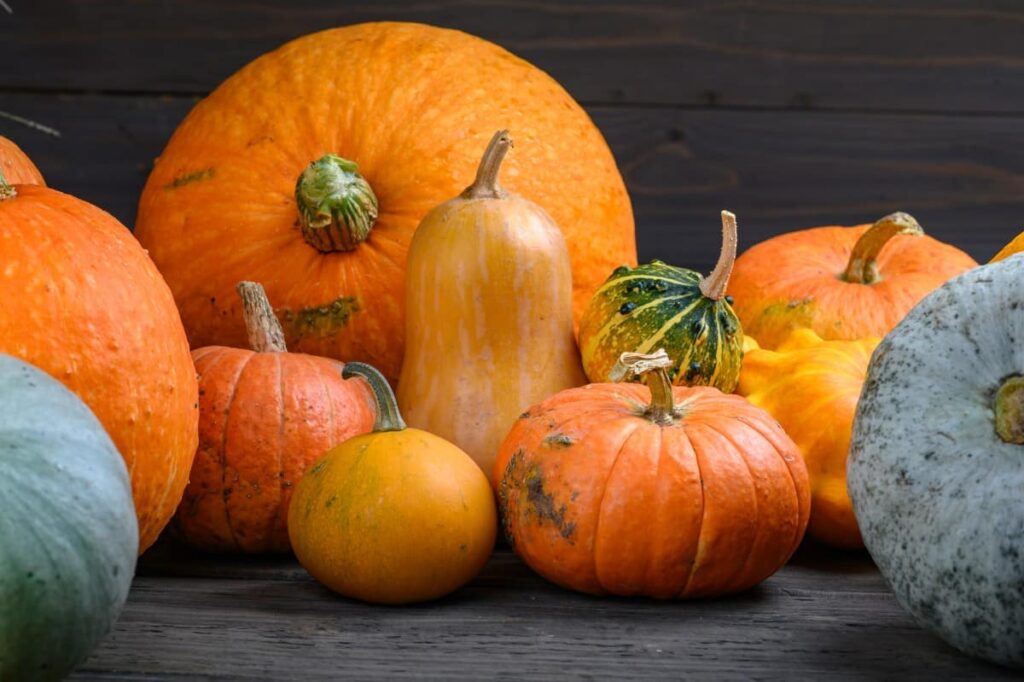 Various pumpkins for reference