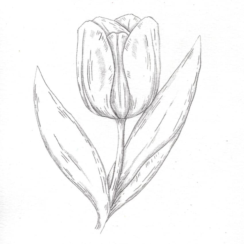 tulip drawing outline