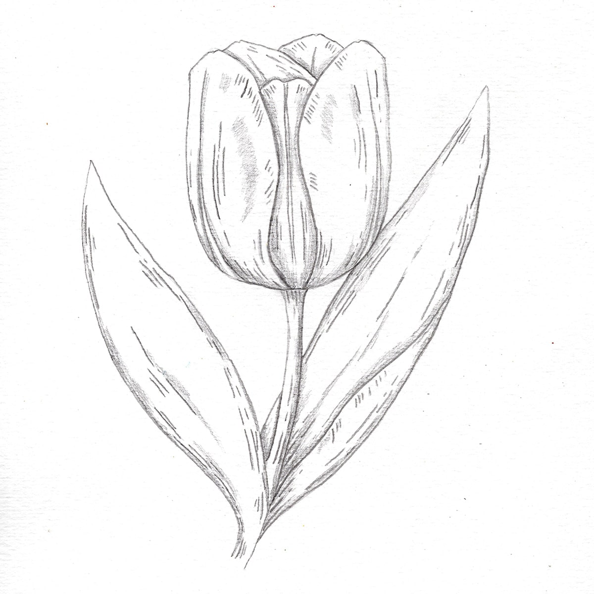 Picture Of A Tulip Drawing Tulip Flower Drawing AJRATW