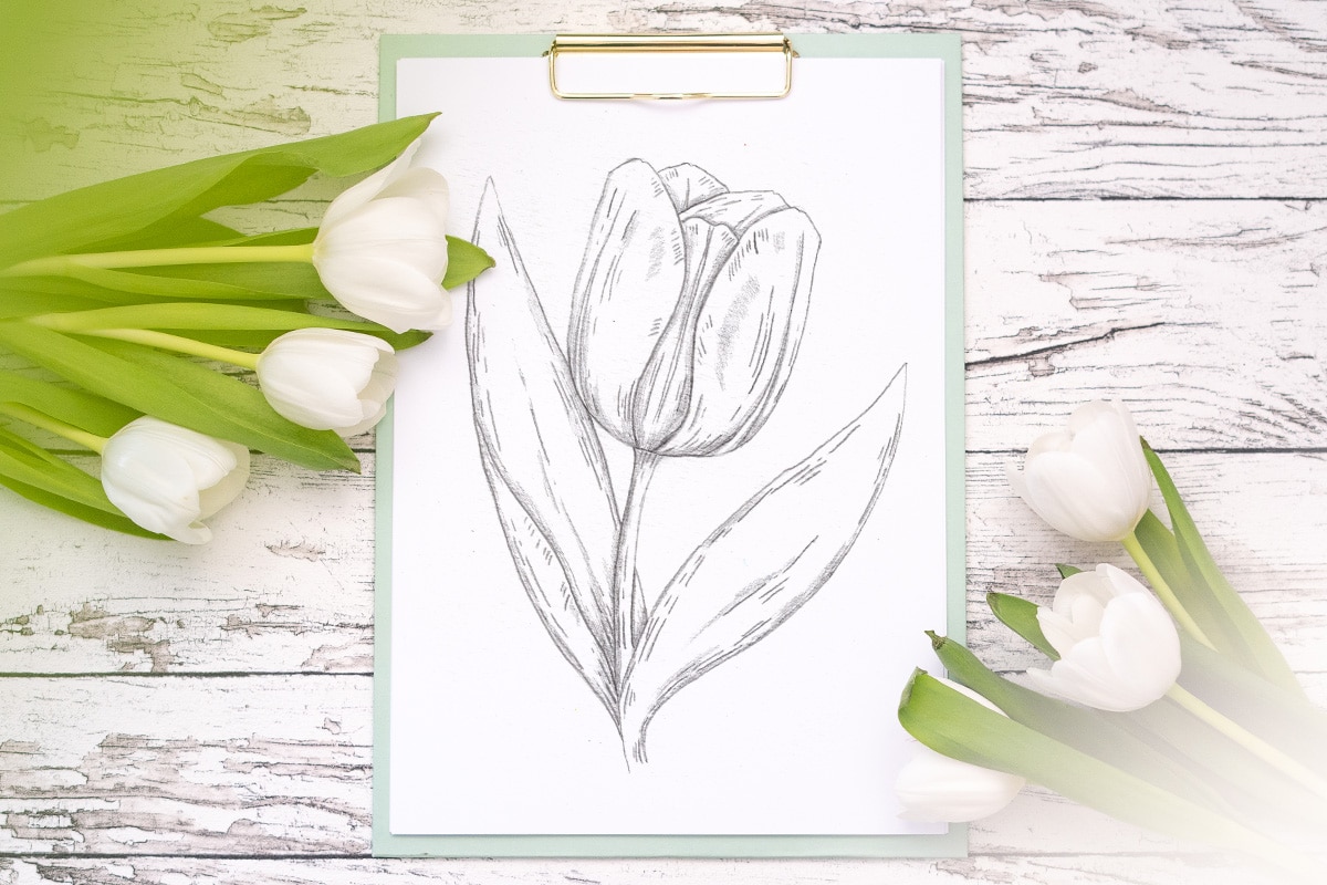 How to draw a tulip