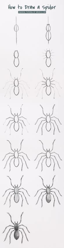 How to draw a spider step by step