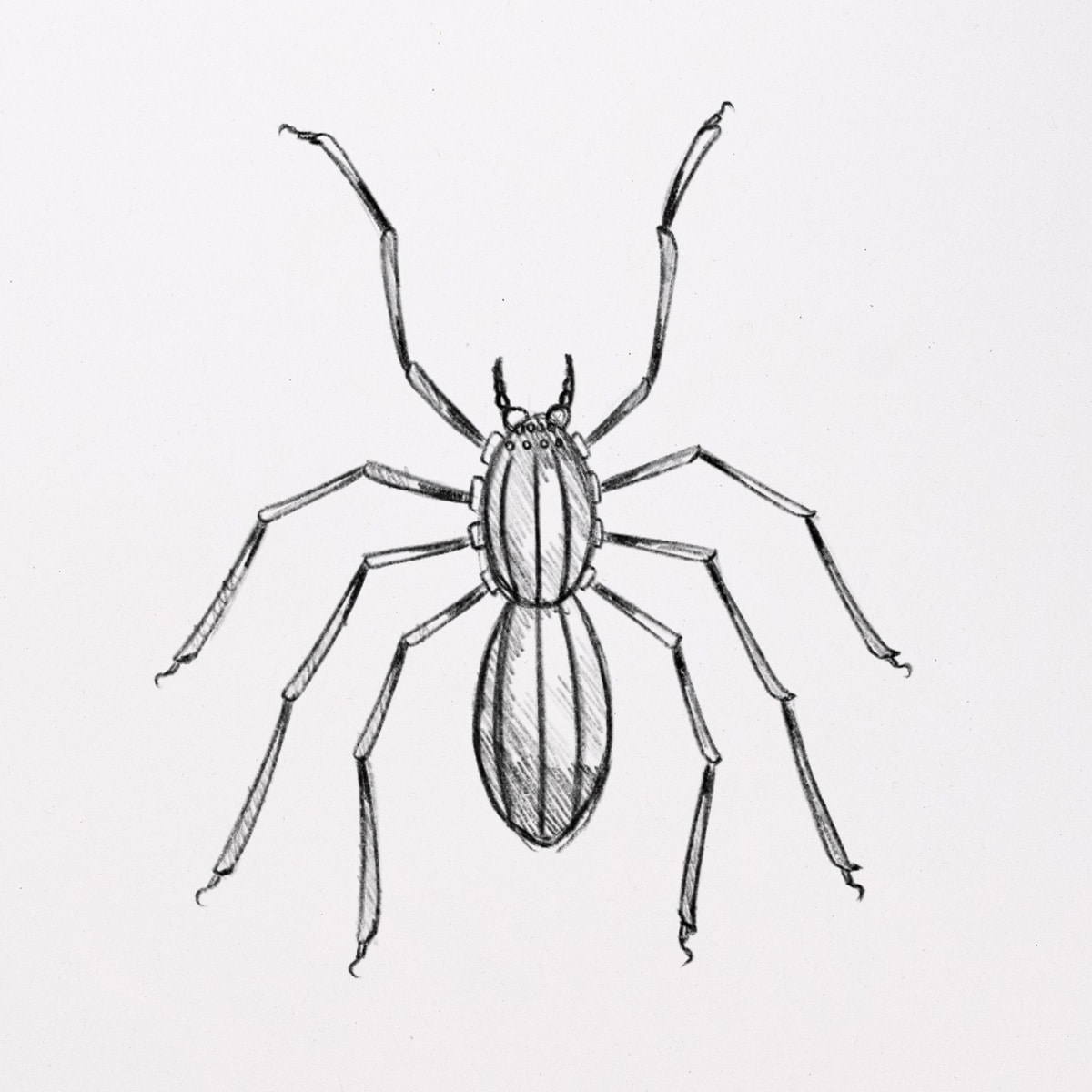 Shading the spider