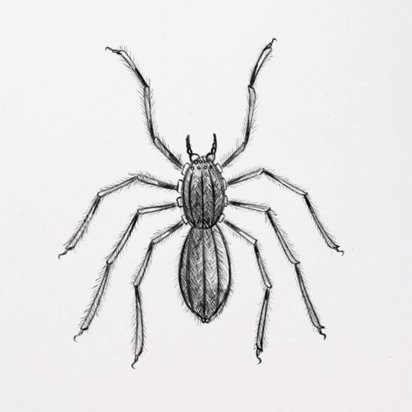How to Draw a Spider (with amazing details) 🕷️