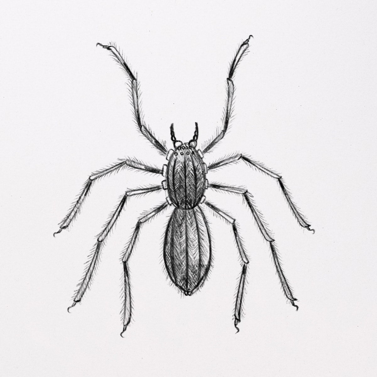Spider Drawing - How To Draw A Spider Step By Step