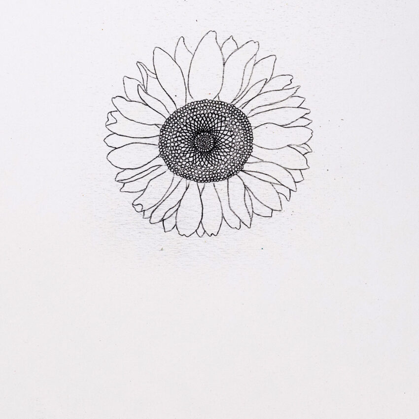 Premium Vector | Sunflower vector illustration. flower in one line. outline  drawing of a sunflower flower in color.