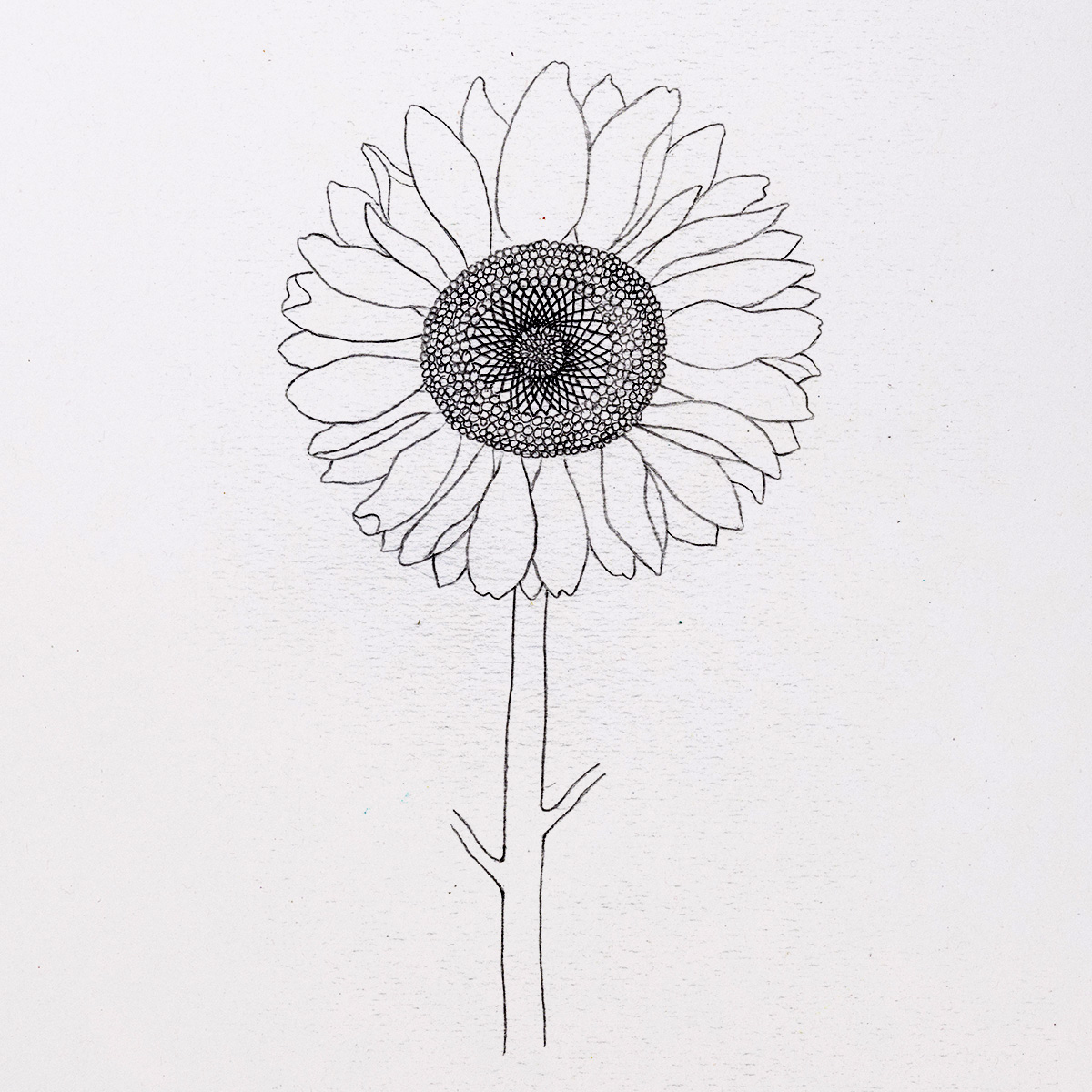 sunflower pencil drawing｜TikTok Search