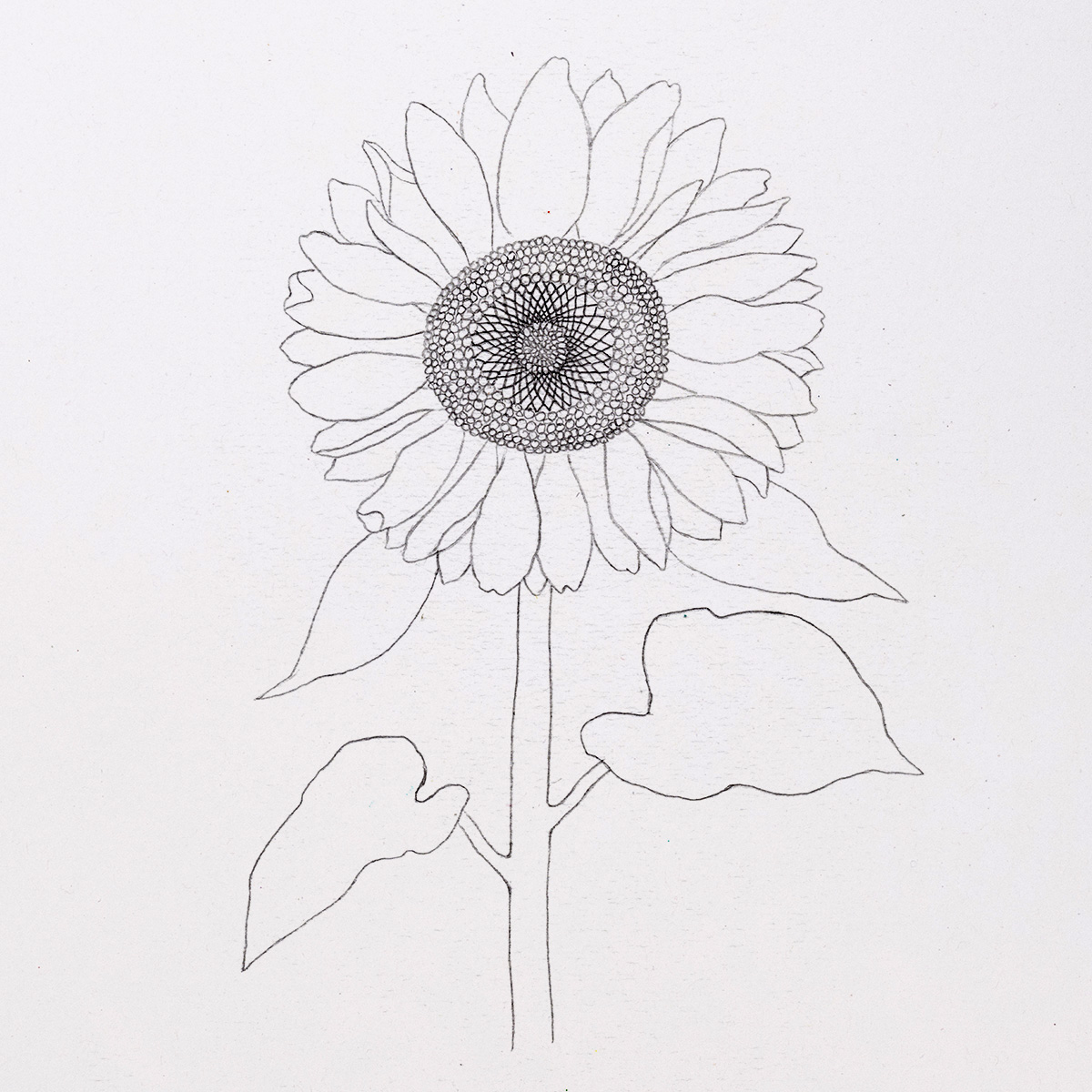 Gothic Sunflower Pencil sketch - Flower drawing -Black and white sketch by  CallisC 