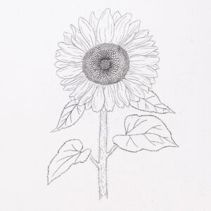 How to Draw a Sunflower (very realistic) 🌻