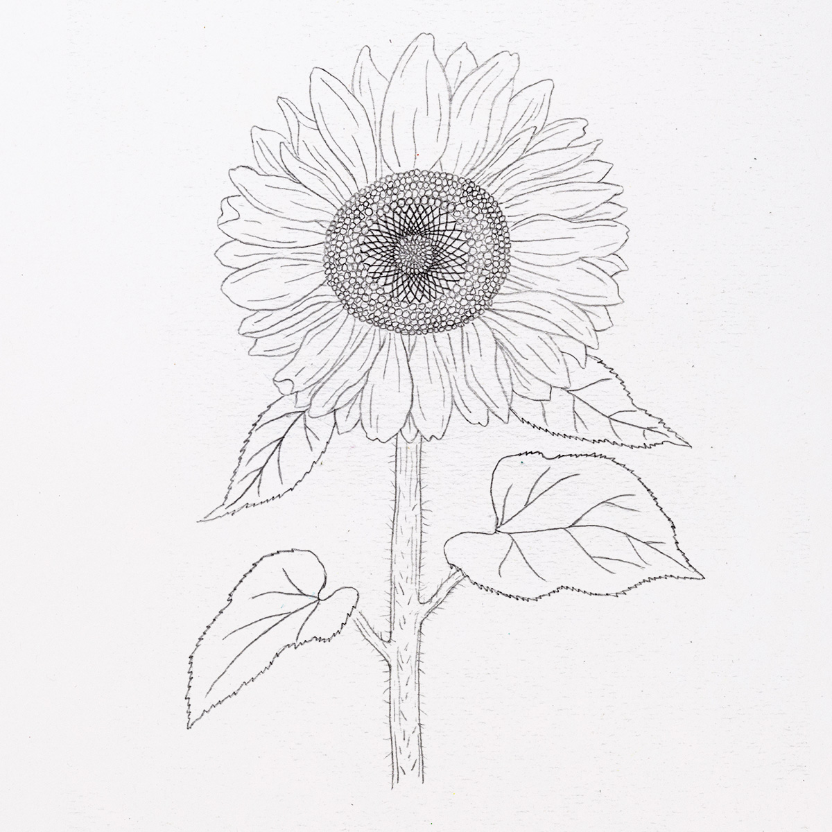 Beautiful sunflower drawing Royalty Free Vector Image