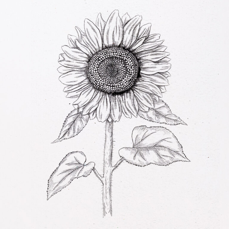 How To Draw A Sunflower Very Realistic Sunflower Drawing 09 Add Shadow 768x768