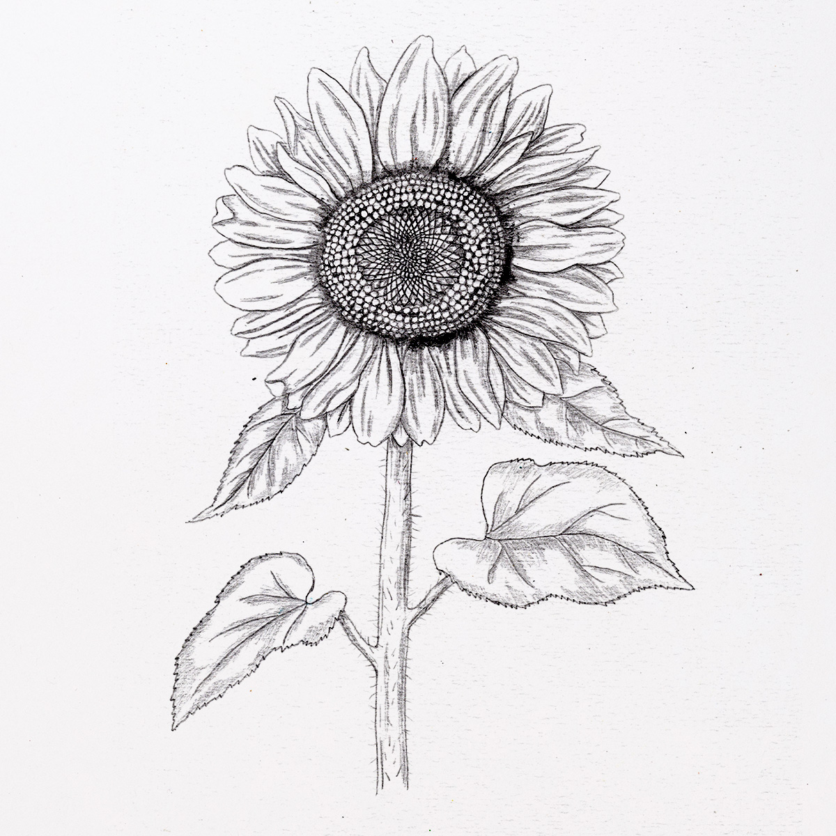 Pencil Drawing Of Raindrop Sunflower | Artificial Design