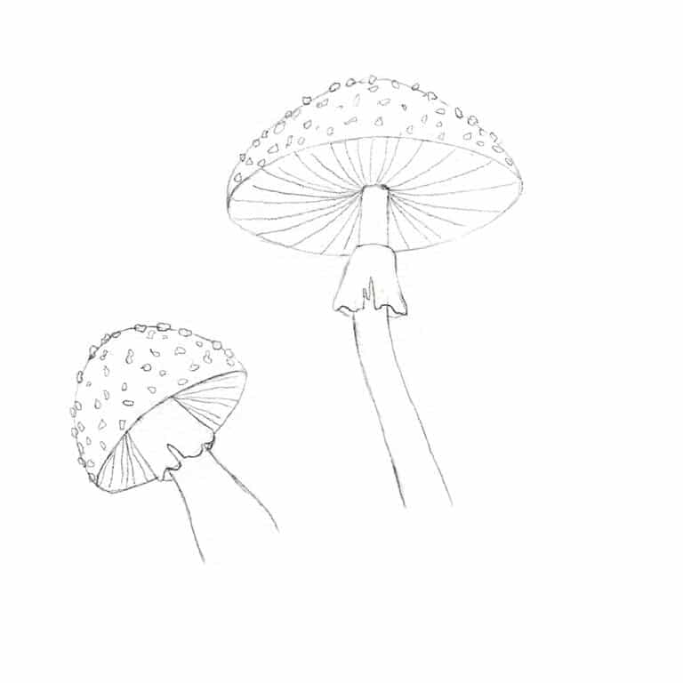 How to Draw A Mushroom (realistic) step by step 🍄