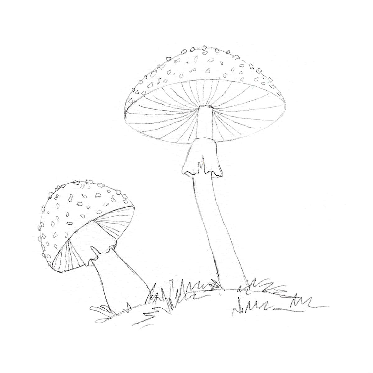 How to Draw A Mushroom (realistic) step by step 🍄