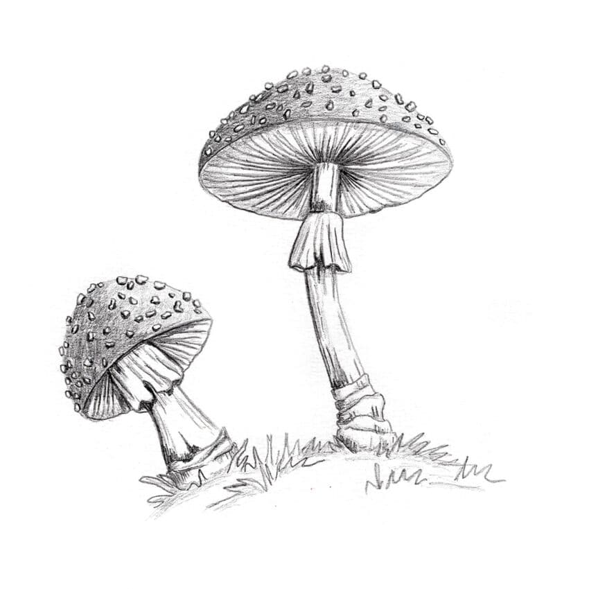 Adding value to the mushroom drawing