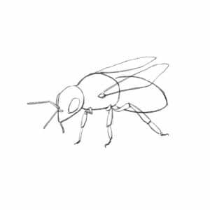 How to Draw a Bee (step by step tutorial) 🐝