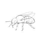 How to Draw a Bee (step by step tutorial) 🐝