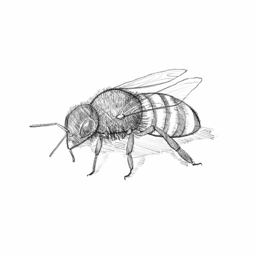 How to Draw a Bee (step by step tutorial) 🐝