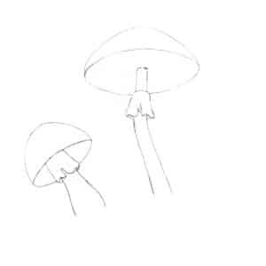 Pilze zeichnen Schritt für Schritt (realistisch) 🍄