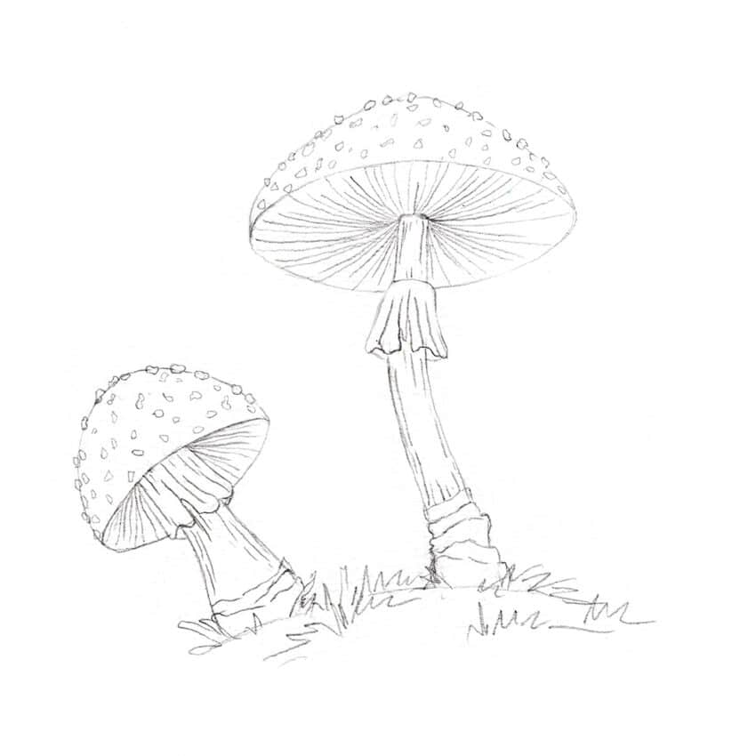 Details an den Pilzen zeichnen