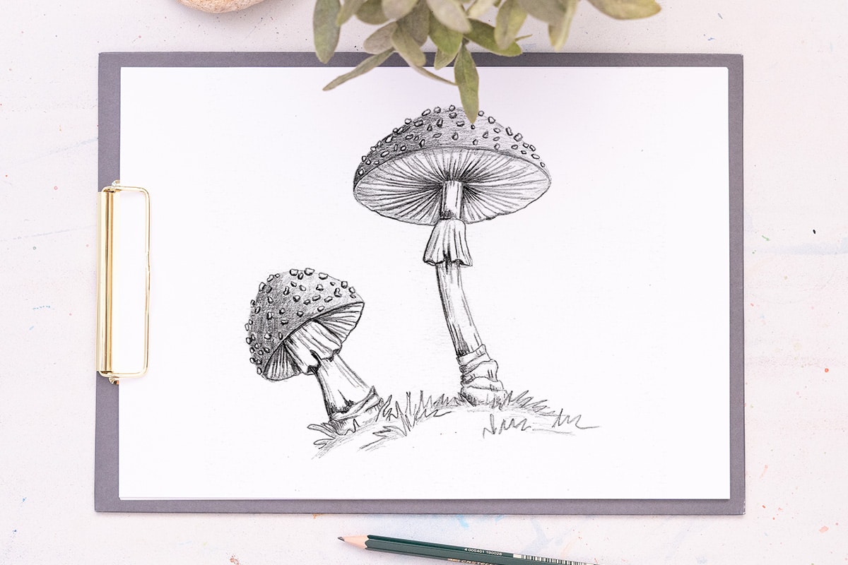 Pilze zeichnen