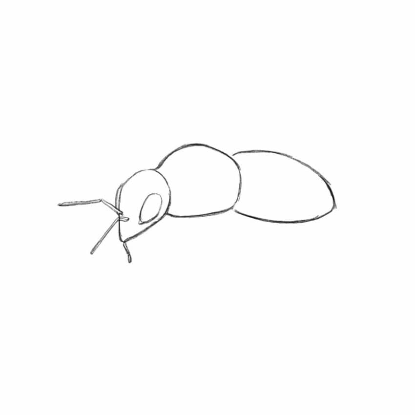Kopf der Biene zeichnen