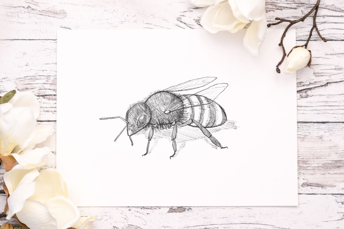 Biene zeichnen